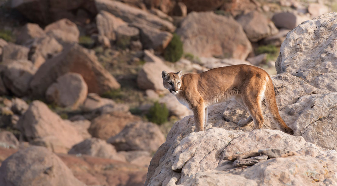 Colorado Runner Attacked by Mountain Lion, Strangles Lion to Death in Self-Defense