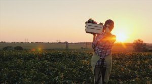 Female farmer carrying a box of veggies at dawn